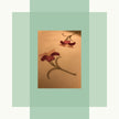 Flower Collection Bedsheets
